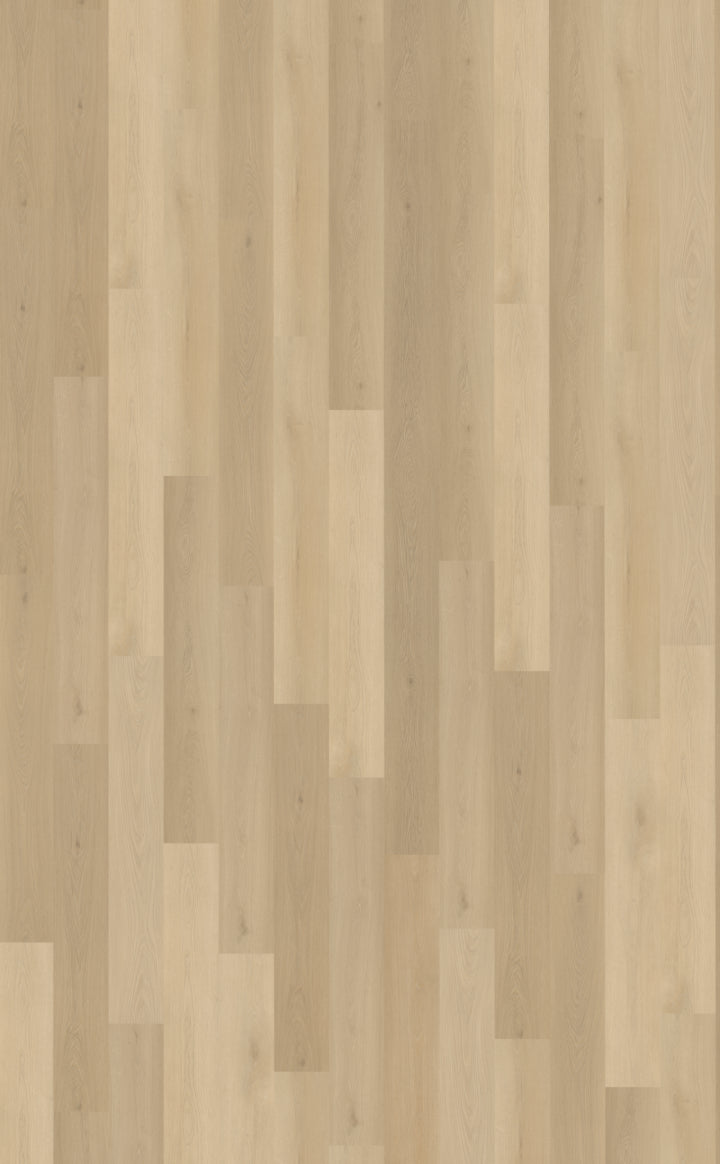Borgo 310 DRYBACK