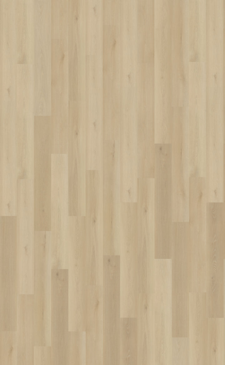 Borgo 330 DRYBACK